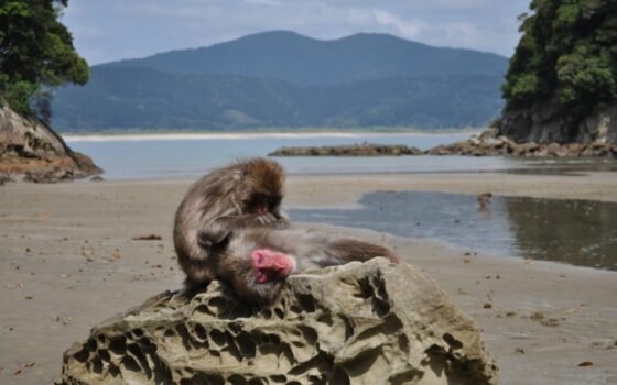 Toilettage social entre un mâle et une femelle macaque japonais (Macaca fuscata) sur l’ile de Kojima, Japon