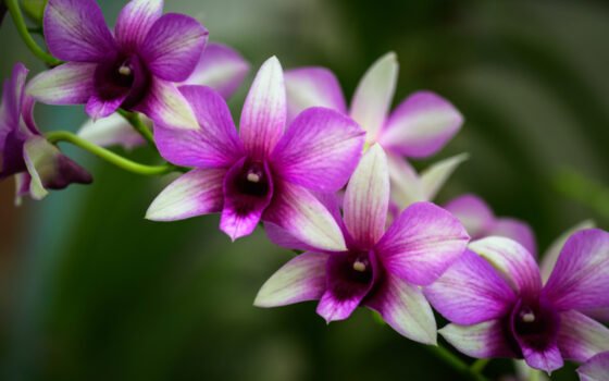 Orchidée de la collection des Serres d'Auteuil