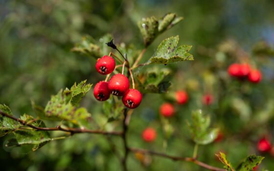 Cynorrhodons illuminés par le soleil le matin.